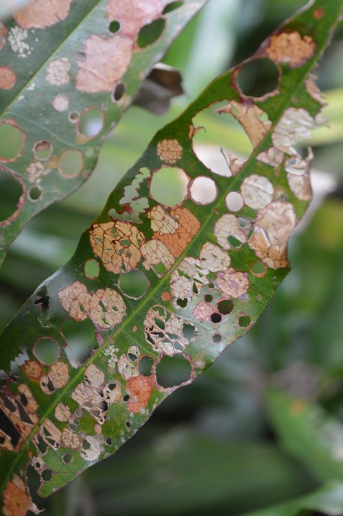 Conférence "Le temps de la robustesse" par Olivier Hamant