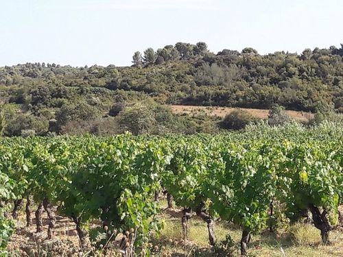 L'agriculture en Languedoc-Roussillon face aux défis du XXIe siècle (dérèglement climatique, accès à l'eau, diversification, usage des pesticides, installation)...